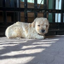 Caesar - Cream male Poodle puppy in Chattanooga, Tennessee from SoftPaw Kennels