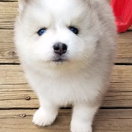 Pomsky Puppies from Acacia Pomskies