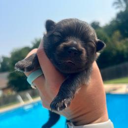 Hoss - Orange sable male Pomeranian puppy in Hernando, Mississippi from The Pom Squad