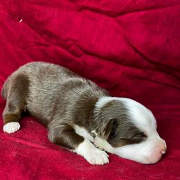 Girl 5 - Red tri female Toy Australian Shepherd puppy in Hokes Bluff, Alabama from Alegria Toy Aussies