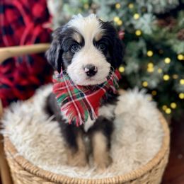 Spooky - male Australian Mountain Doodle puppy in Taylors, South Carolina from Aspen Mountain Doodles LLC