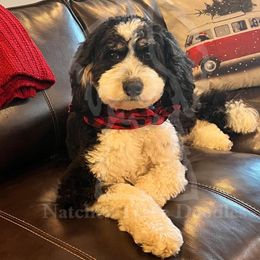 Banjo - Bernedoodle