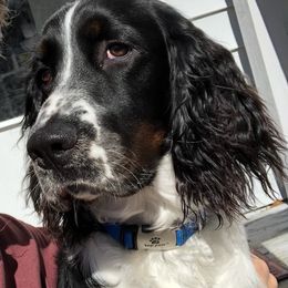 English Springer Spaniel Puppies from 31 Pines Springers & Retrievers