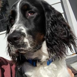 English Springer Spaniel Puppies from 31 Pines Springers & Retrievers