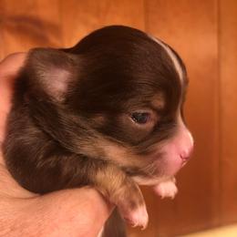 Tatum(now - Chocolate and white female Chihuahua puppy in Amelia, Virginia from Pannell’s Precious Pups