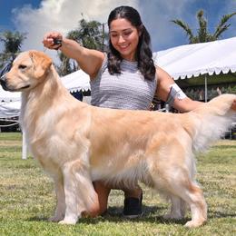 Mocha - Golden Retriever
