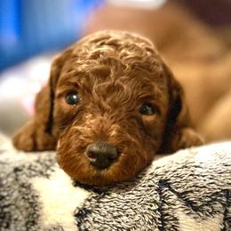Pepper - Red  male Poodle puppy in Jensen Beach, Florida from Pineapple Poodles