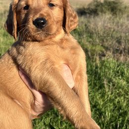 Golden Retriever Puppies from Johnson's Red