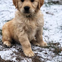 Golden Retriever Puppies from Saddle Rock Golden Retrievers