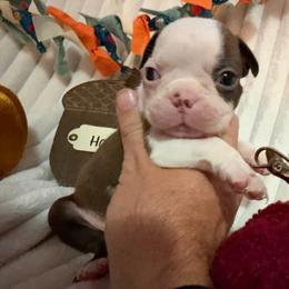 Brody - Red male Boston Terrier puppy in Tampa, Florida from Bayshore Boston Terrier’s