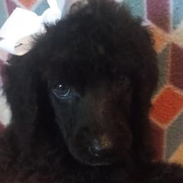 Poodles from Samantha's Poodles