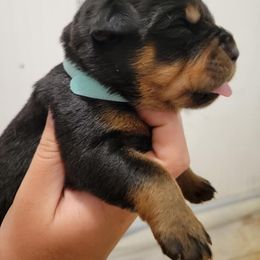 Rottweiler Puppies from C & J Rottweilers