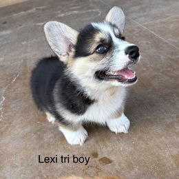 Lexi Orange Boy - Black and tan male Pembroke Welsh Corgi puppy in Fredericksburg, Texas from Hill Country Corgis