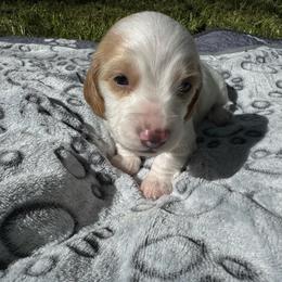 Boy1 - Piebald male Dachshund puppy in Stockton, California from Royalty Weenies