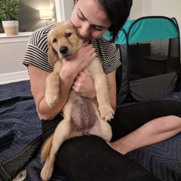 Golden Retriever Puppies from Sims Golden Retrievers