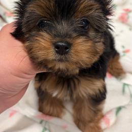Sophie - Black and gold female Yorkshire Terrier puppy in Parma Heights, Ohio from Yorkies of Ohio