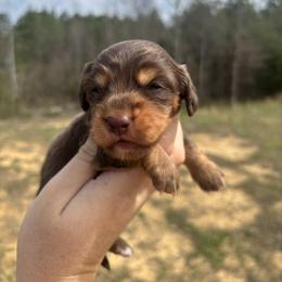 Juliet X Bandit AKC - Chocolate and tan female Dachshund puppy in Delano, Tennessee from Olive Branch Acres