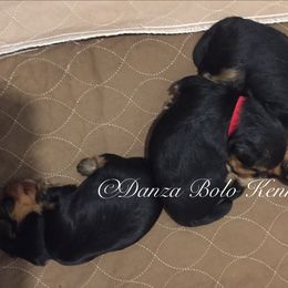 Assorted Doodle Crosses, Double Doodle, Maltipoo, Morkie, and Yorkipoo Puppies from Danza Bolo