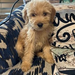Puppy 2 - Cream male Goldendoodle puppy in Pleasant Hill, Iowa from Courtney Nicole's Goldendoodles