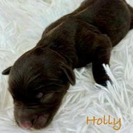 Holly - Liver female Miniature Schnauzer puppy in Sylvania, Georgia from Southern Sky Miniature Schnauzers