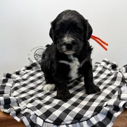 Girl 6 - Black and white female Cavapoo puppy in Maryville, Missouri from Rolling Acres Doodles and Poodles