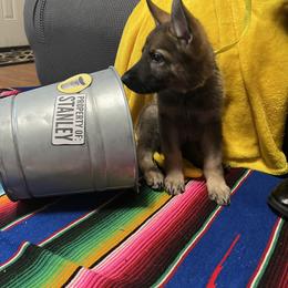 German Shepherd Puppies from Devon Rugerio's German Shepherds