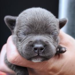 Froot Loops - Staffordshire Bull Terrier puppy from Wild Blue Staffords