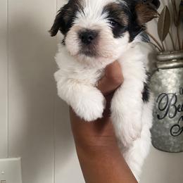 Boots 2000 ckc - Parti male Yorkshire Terrier puppy in Gastonia, North Carolina from Banks Dynasty Kennel