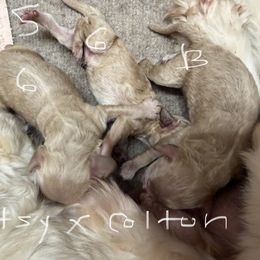 Patsy G1 - Golden female Cockapoo puppy in Haines City, Florida from Camic Cockapoos