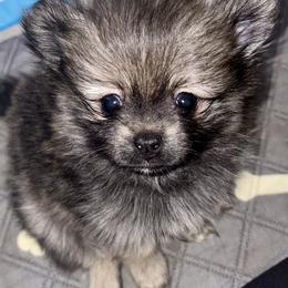 Clint Eastwoof - Wolf sable male Pomeranian puppy in Lake Forest Park, Washington from Tea Pup Pomeranians
