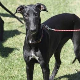 Borzois and Greyhounds from Wildwood Hounds