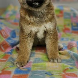 Shiba Inu puppies from Royal Kennels