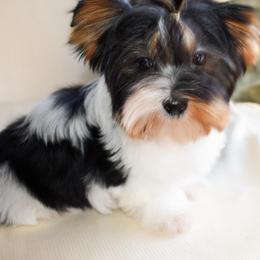 Kira - Black tan and white female Biewer Terrier puppy in California from Skyridge Puppies