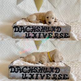 Dachshund Puppies from Dachshund Universe
