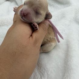Violet - Apricot female Maltipoo puppy in Denair, California from 209PuppiesCaliforniaMaltipoo
