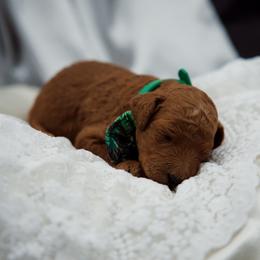 Navy collar boy - Red  male Goldendoodle puppy in Spokane, Washington from Beloved_doodles_WA