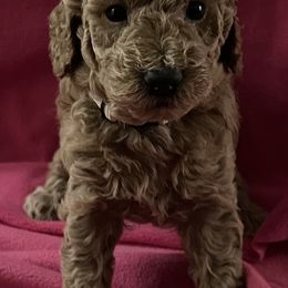 Goldendoodle Puppies from Adorable Lovable Mini Doodles