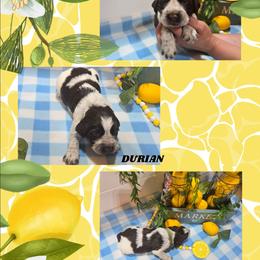 Boy 7 DURIAN - Liver white and roan male English Springer Spaniel puppy in Saginaw, Michigan from Kemerer Springers