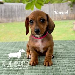 Rachel - Red female Dachshund puppy in Royse City, Texas from Truehearted Miniature Dachshunds