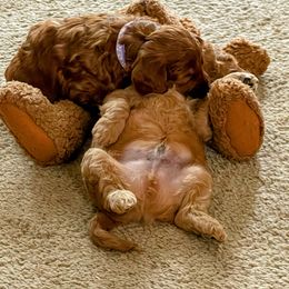 Goldendoodle Puppies from Ming’s Dynasty Doodles