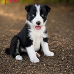 Astrid - Black and white female Border Collie puppy in Sanger, California from Flying M Cactus Ranch Buddies
