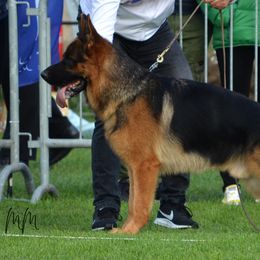German Shepherds from Christopher & Lori Mollo