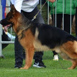 German Shepherds from Christopher & Lori Mollo