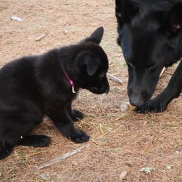German Shepherd Puppies from Thornock Shepherds