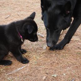 German Shepherd Puppies from Thornock Shepherds