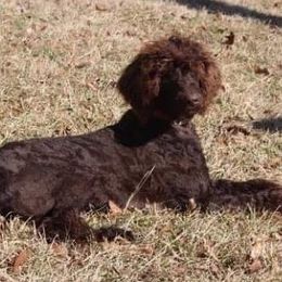 Aussiedoodles, Cockapoos, Goldendoodles, Poodles, Sheepadoodles, and Springerdoodles from Two Creeks Farm Poodles & Doodles