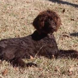 Aussiedoodles, Cockapoos, Goldendoodles, Poodles, Sheepadoodles, and Springerdoodles from Two Creeks Farm Poodles & Doodles