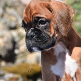 Karmen - Boxer