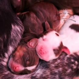 English Cocker Spaniel Puppies from HighBrassGunDogs