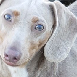 Dachshunds from Long'd Fore Dachshunds
